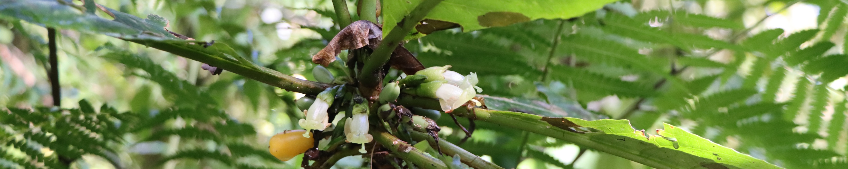 Image of flowering fern tree