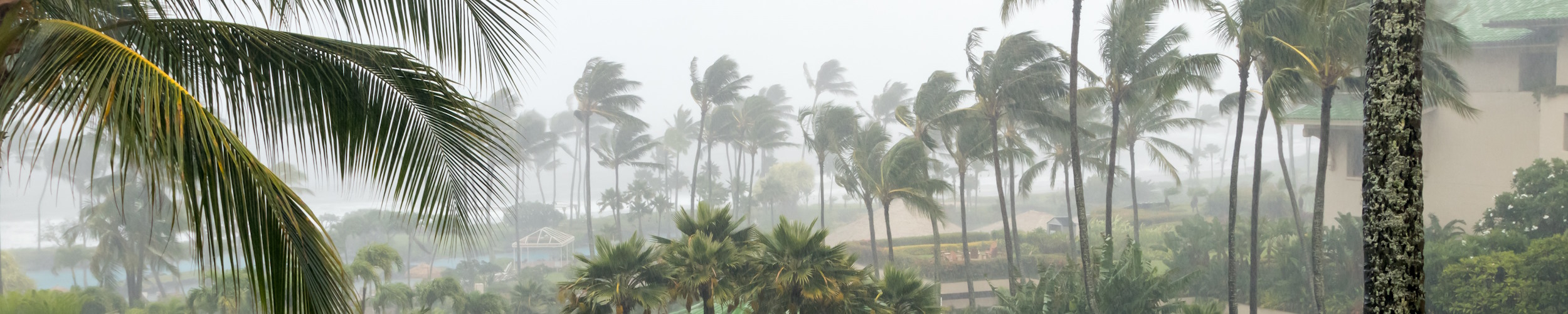 Image of storm blowing palm trees